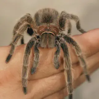 /img/23475-rose-tarantula-health.webp