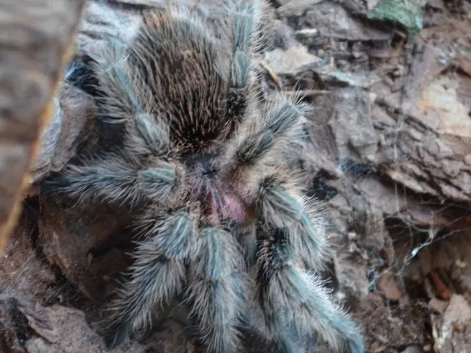 23475 rose tarantula molting