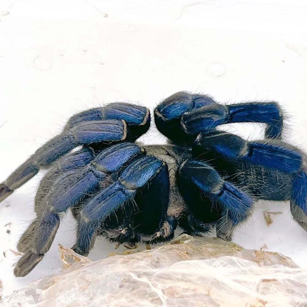 23476 cobalt blue tarantula habitat