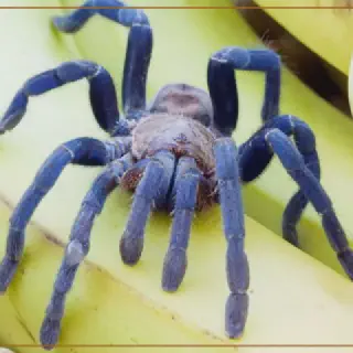/img/23476-cobalt-blue-tarantula-legs.webp