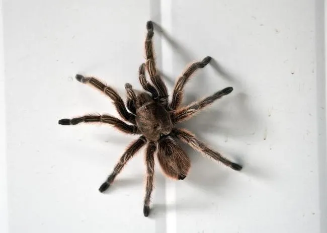 23477 tarantula pet feeding