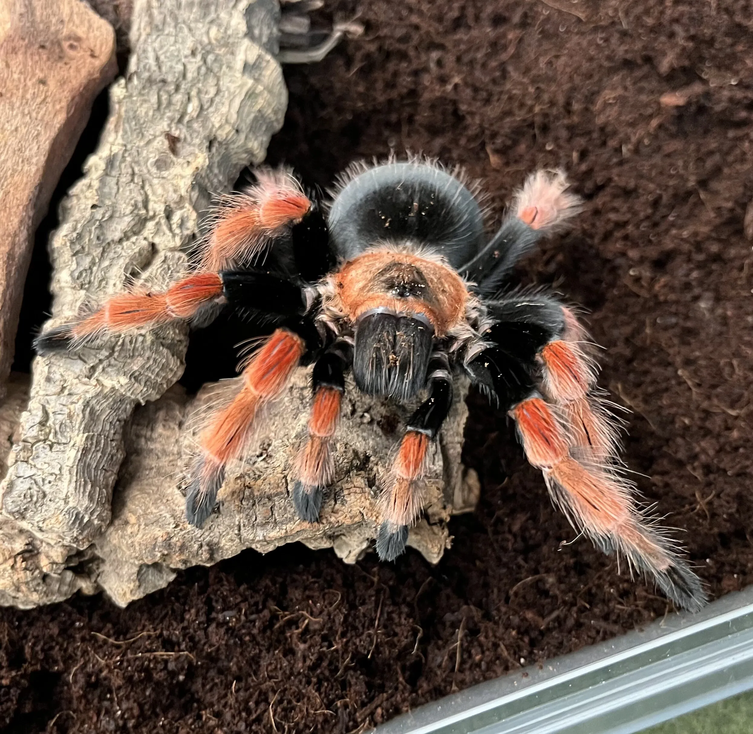 23477 tarantula pet handling