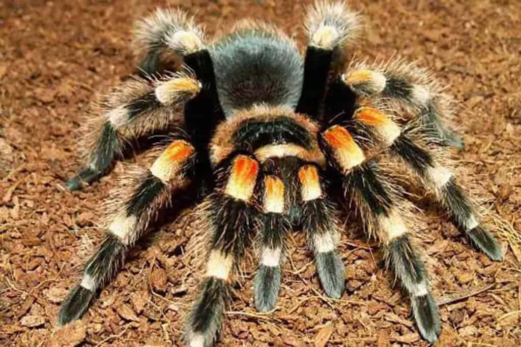 23477 tarantula pet health