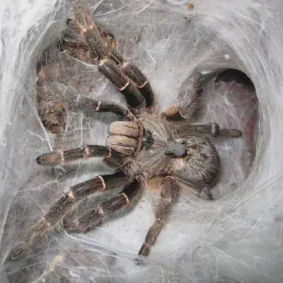/img/23477-tarantula-pet-molting.webp