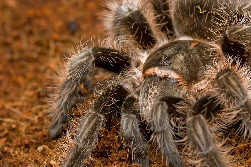 23477 tarantula pet substrate