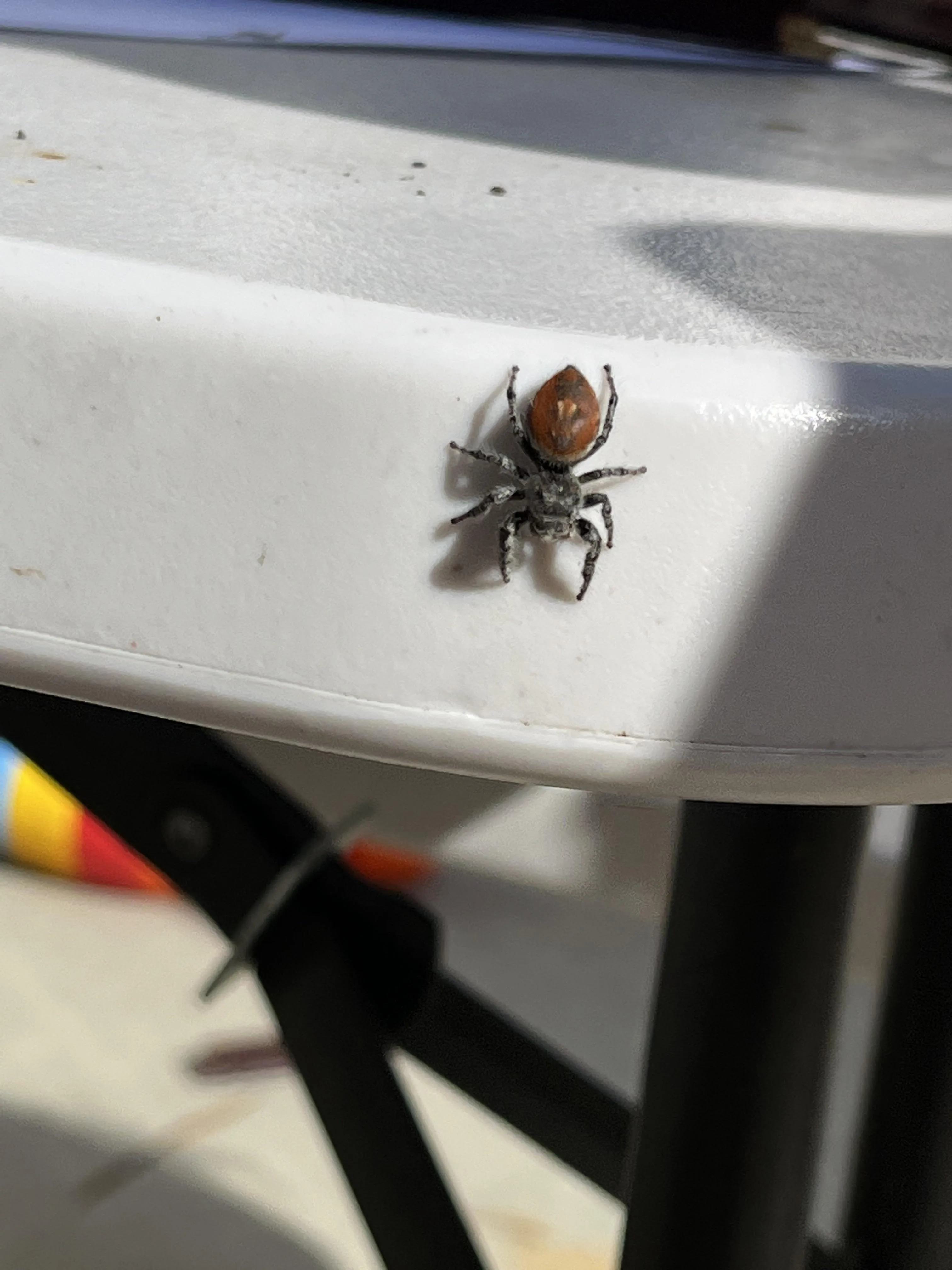 23478 baby tarantula eggsac
