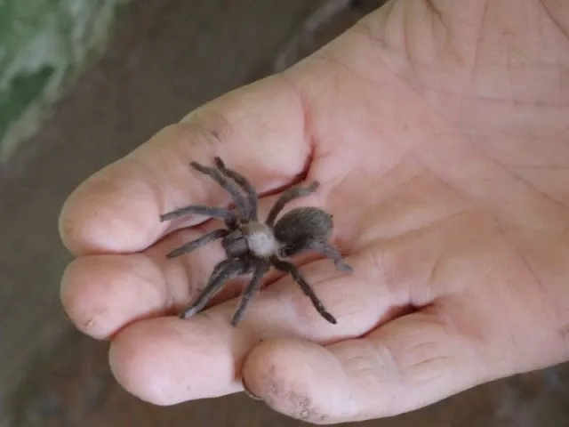 23478 baby tarantula feeding