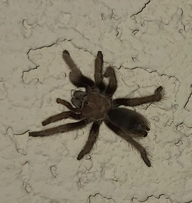 23478 baby tarantula growing