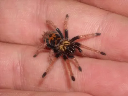 23478 baby tarantula handling