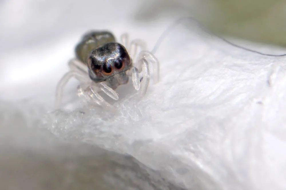 23478 baby tarantula molting