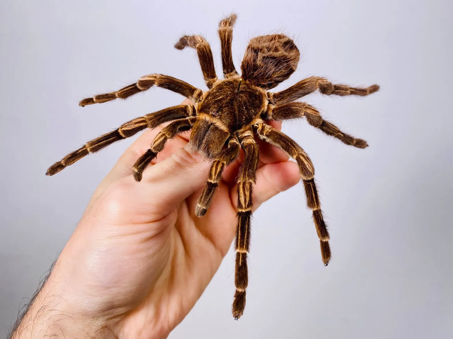 /img/23481-mature-female-tarantula-breeding.webp