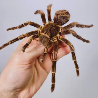 /img/23481-mature-female-tarantula-breeding.webp