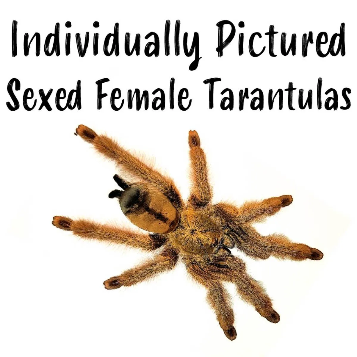 23481 tarantula handling