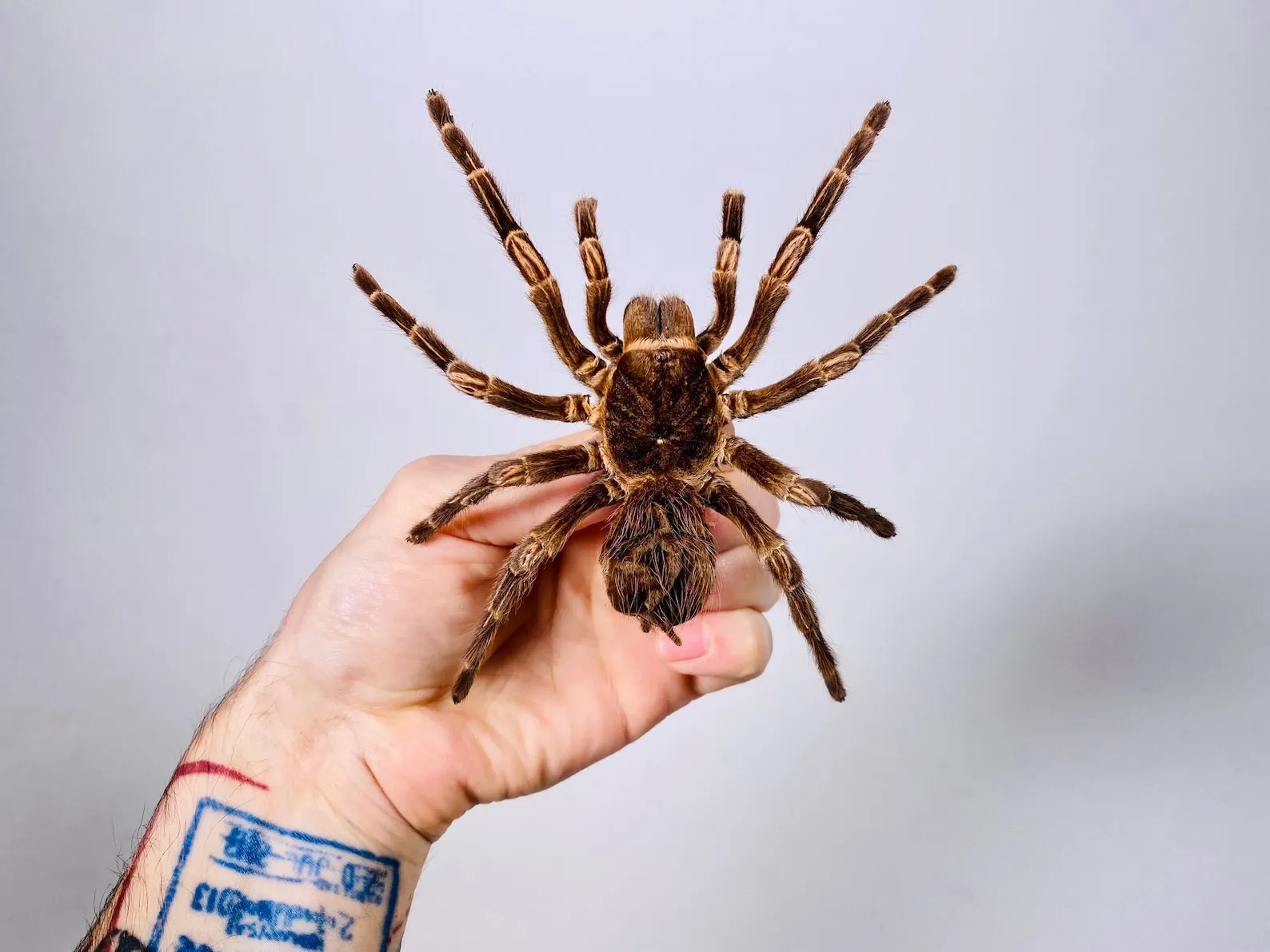 23481 tarantula molting
