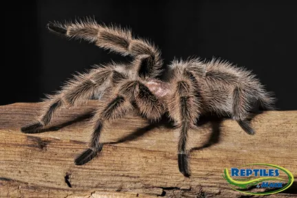 23482 trapdoor tarantula feeding