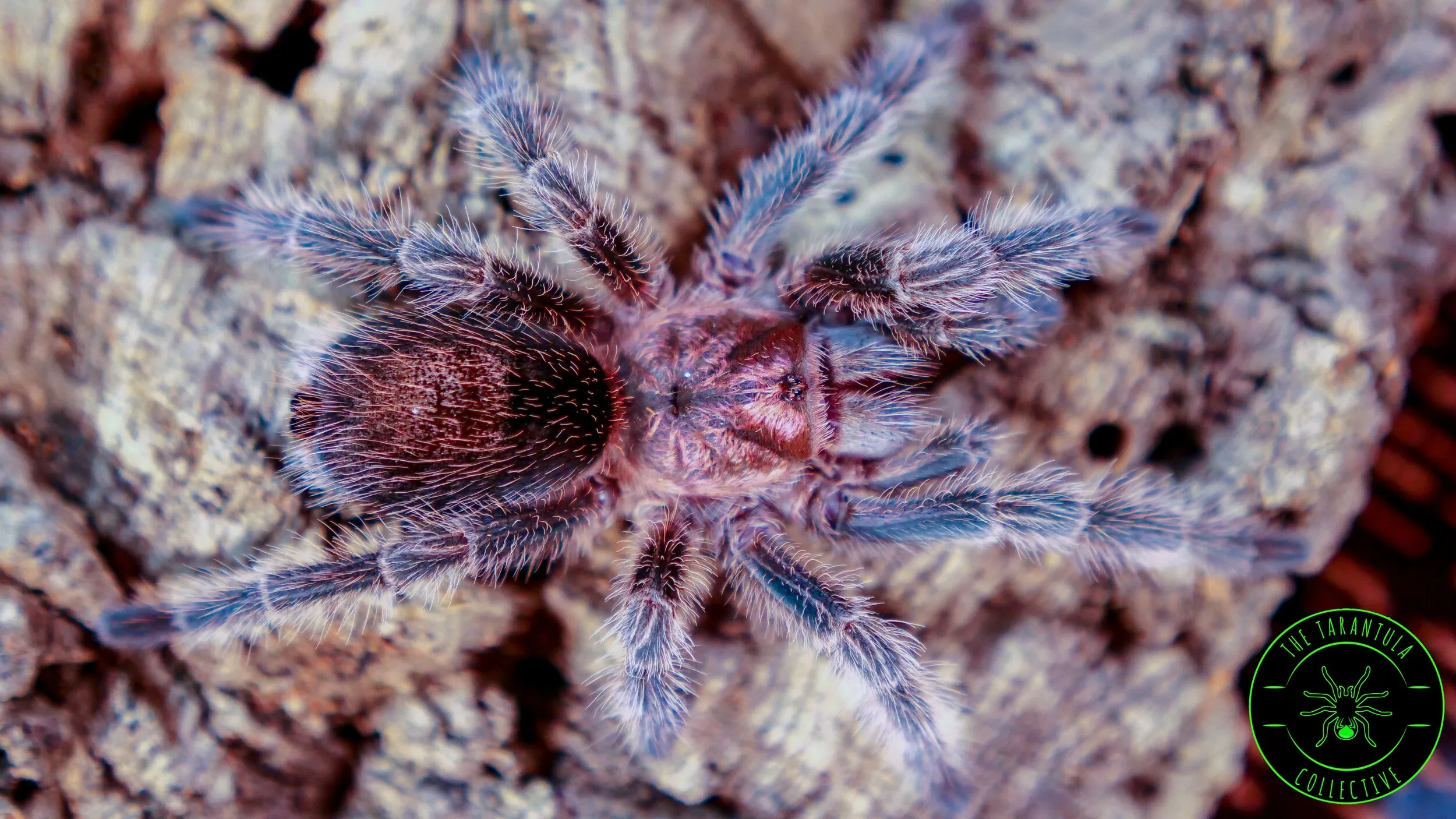 /img/23482-trapdoor-tarantula-handling.webp