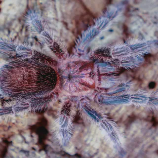 /img/23482-trapdoor-tarantula-handling.webp