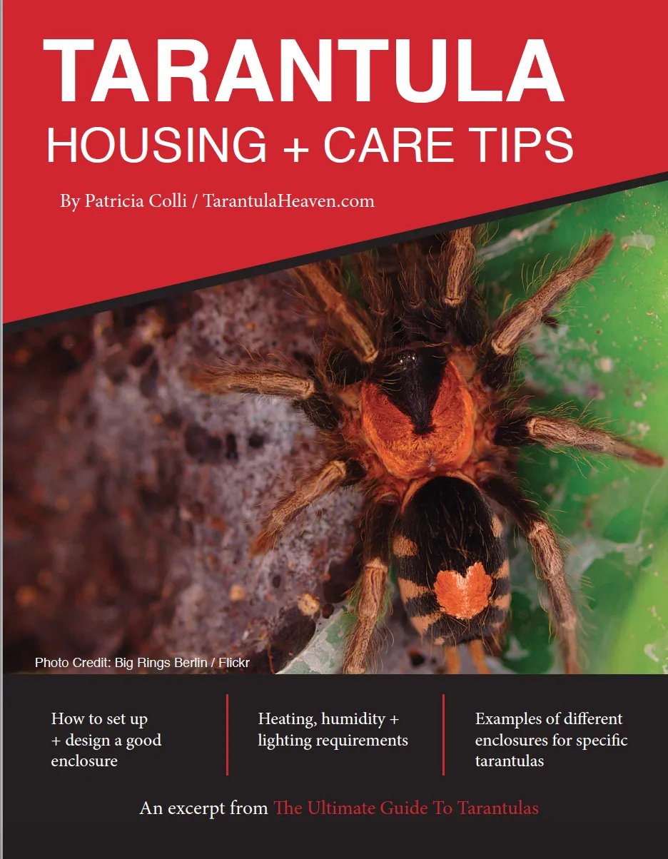 23482 trapdoor tarantula molting