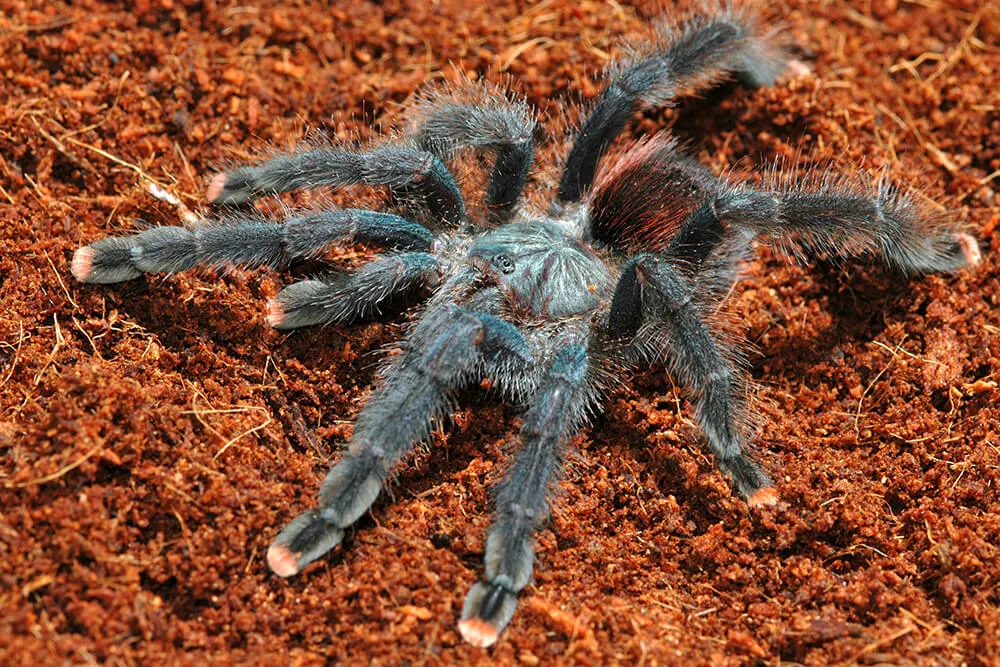 /img/23483-tarantula-environment.webp