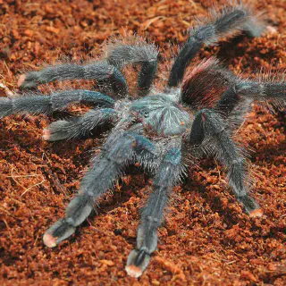 /img/23483-tarantula-environment.webp