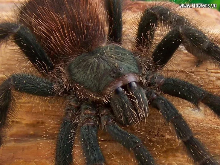 23483 tarantula first aid