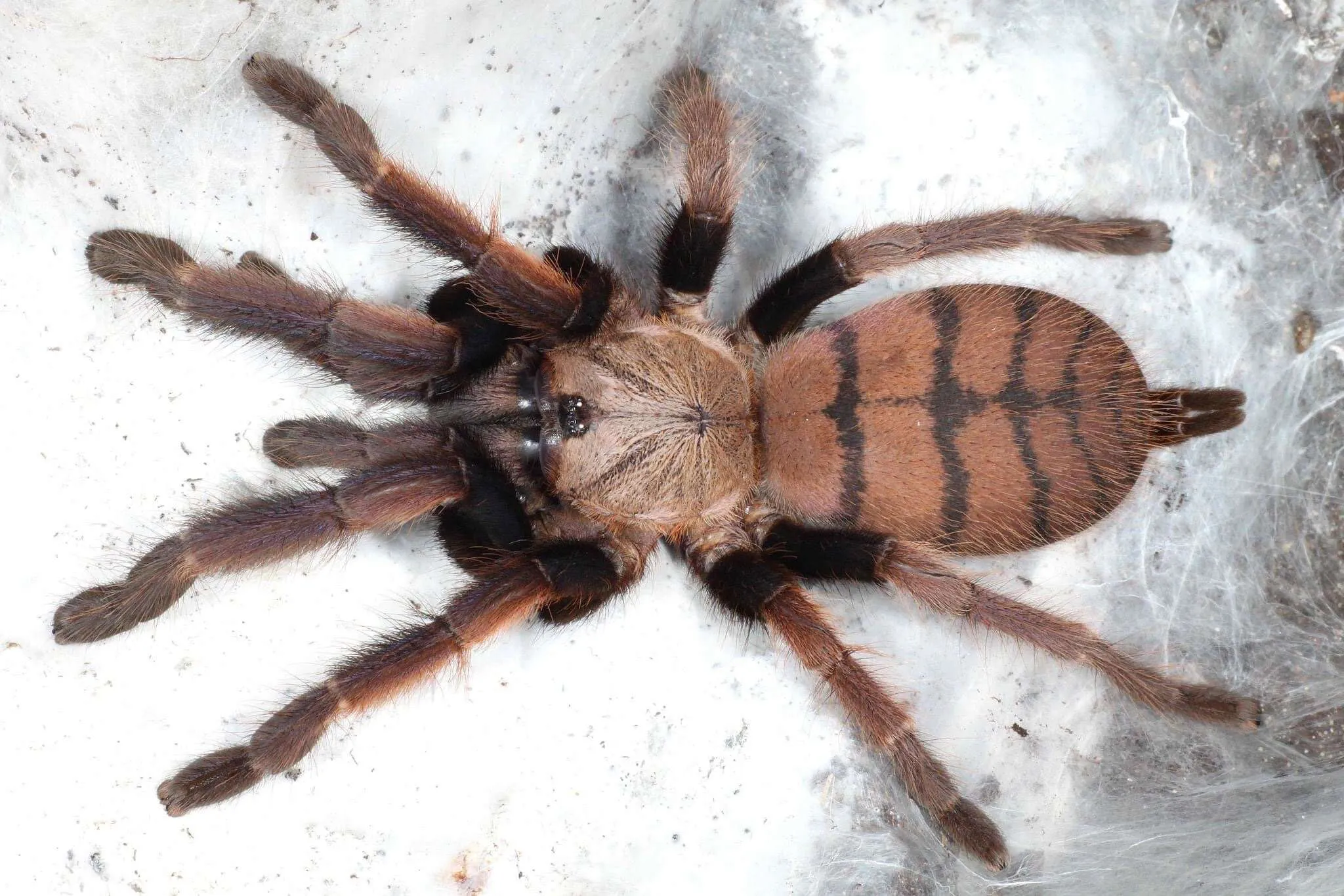 23483 tarantula handling