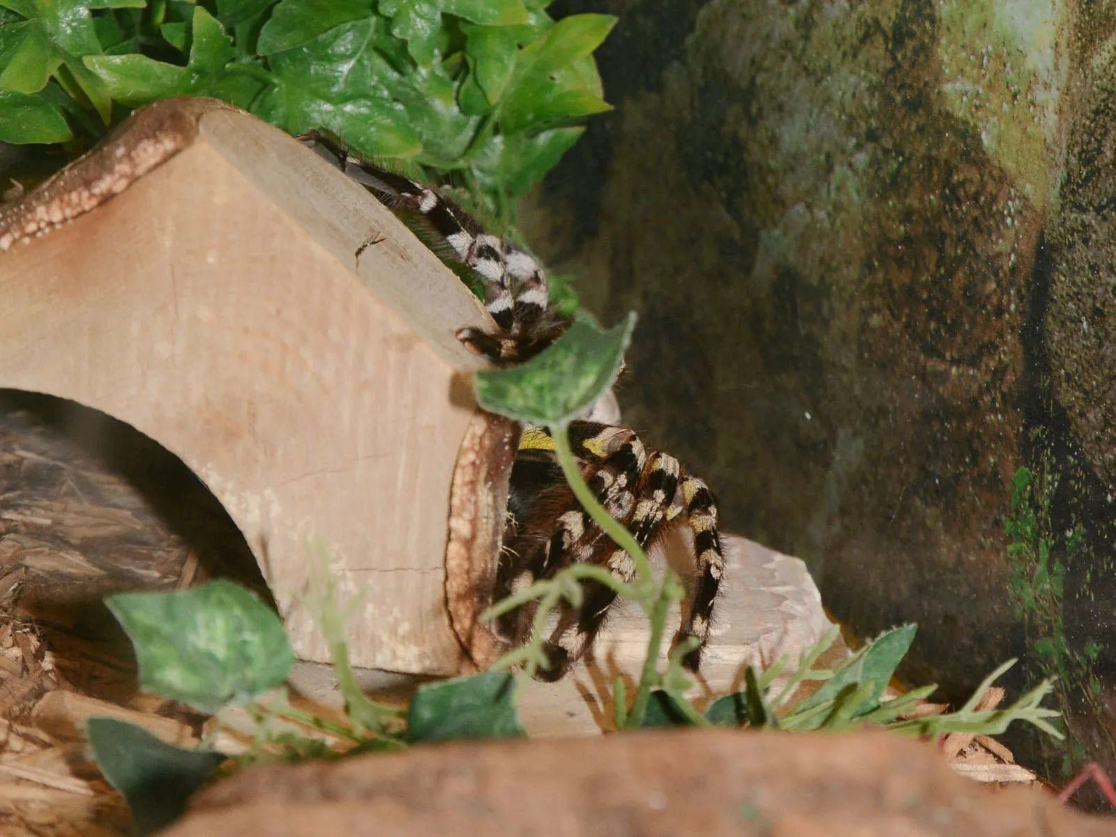 23483 tarantula symptoms