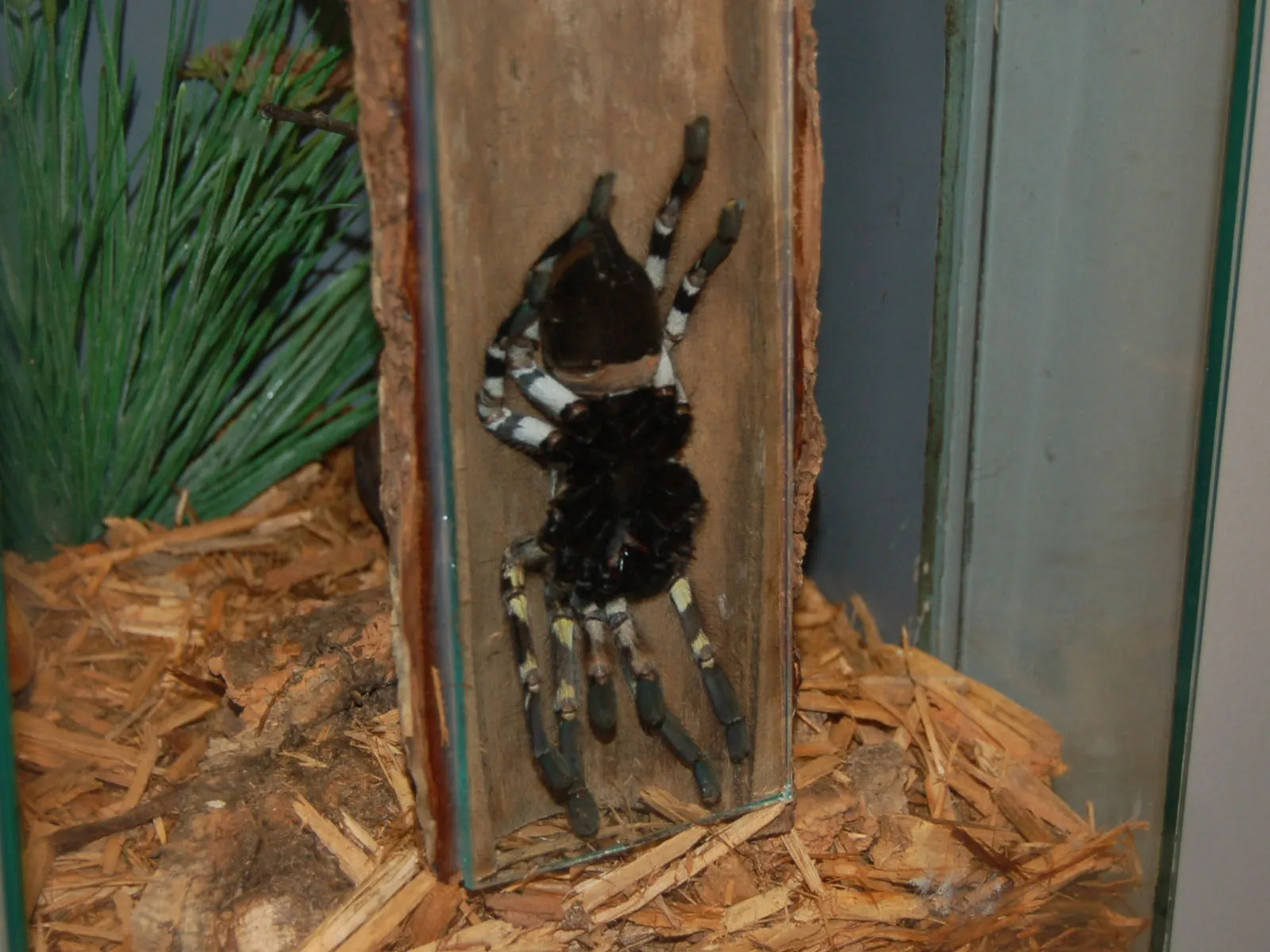 23483 tarantula venom