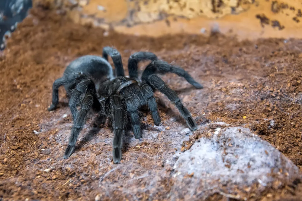 23487 brazilian black tarantula eating
