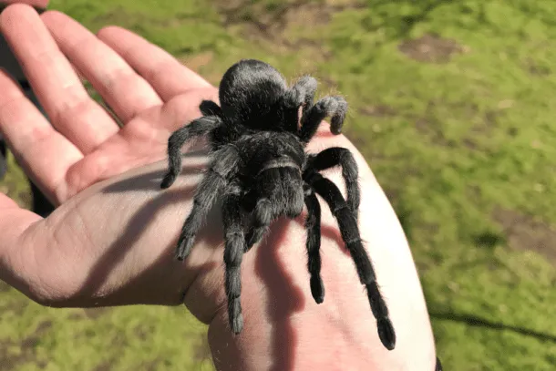 23487 cricket for tarantula