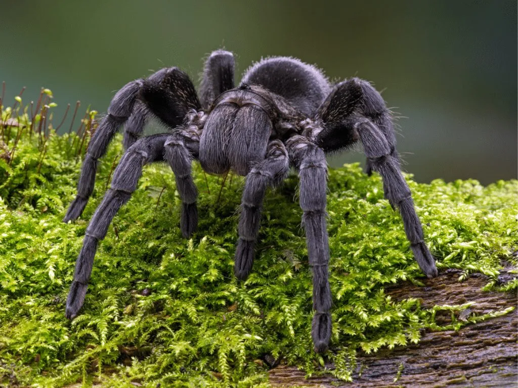 23487 mealworms for tarantula