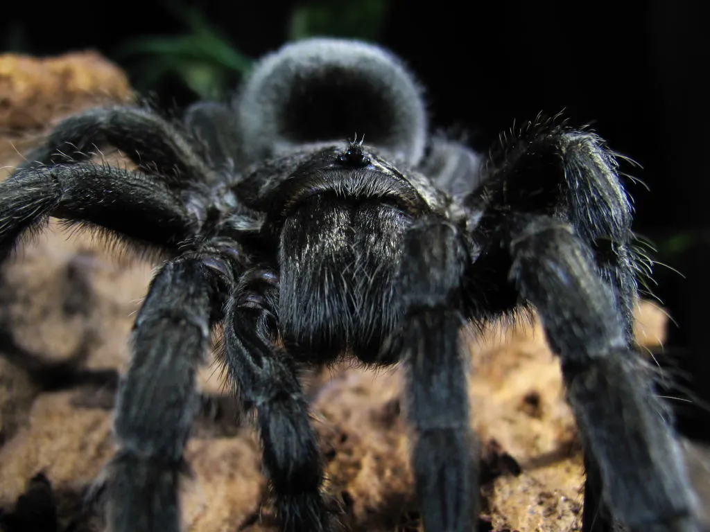 23487 overfeeding tarantula