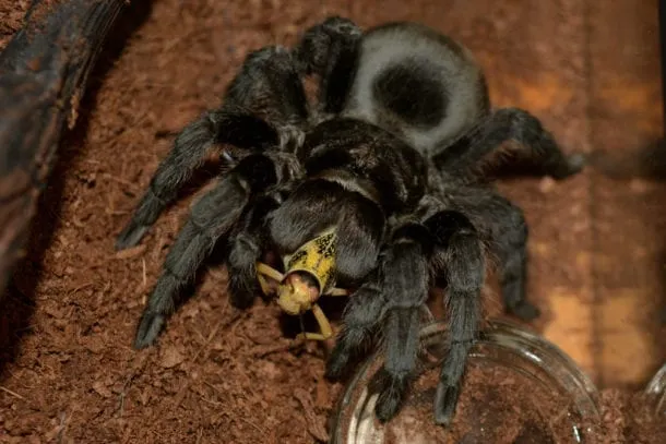 23487 roaches for tarantula