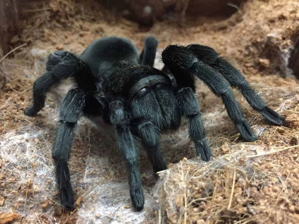 23487 tarantula drinking water