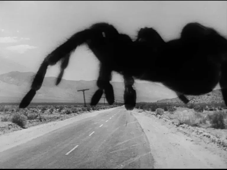 23488 tarantula game spider close up