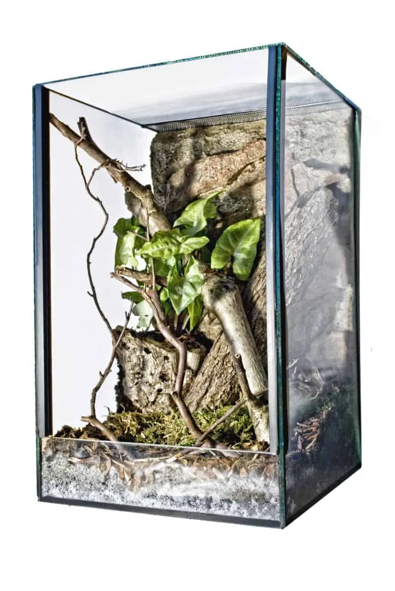 23489 best tarantula enclosure 2