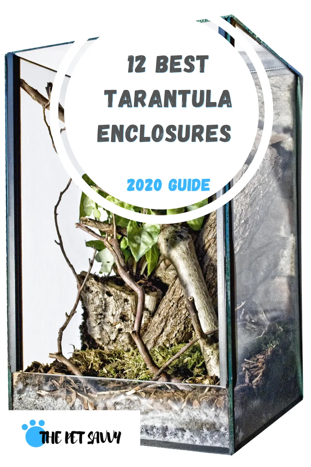 /img/23489-happy-tarantula.webp
