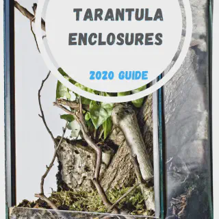 /img/23489-happy-tarantula.webp