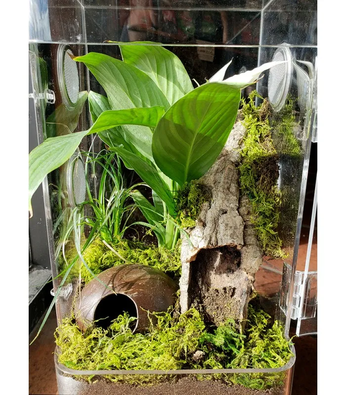 23489 tarantula enclosure cleaning