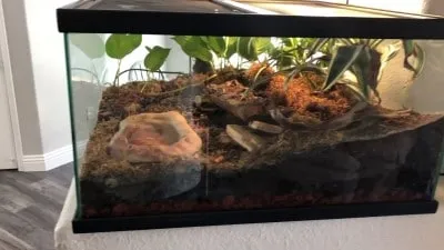 23489 tarantula substrate furnishings