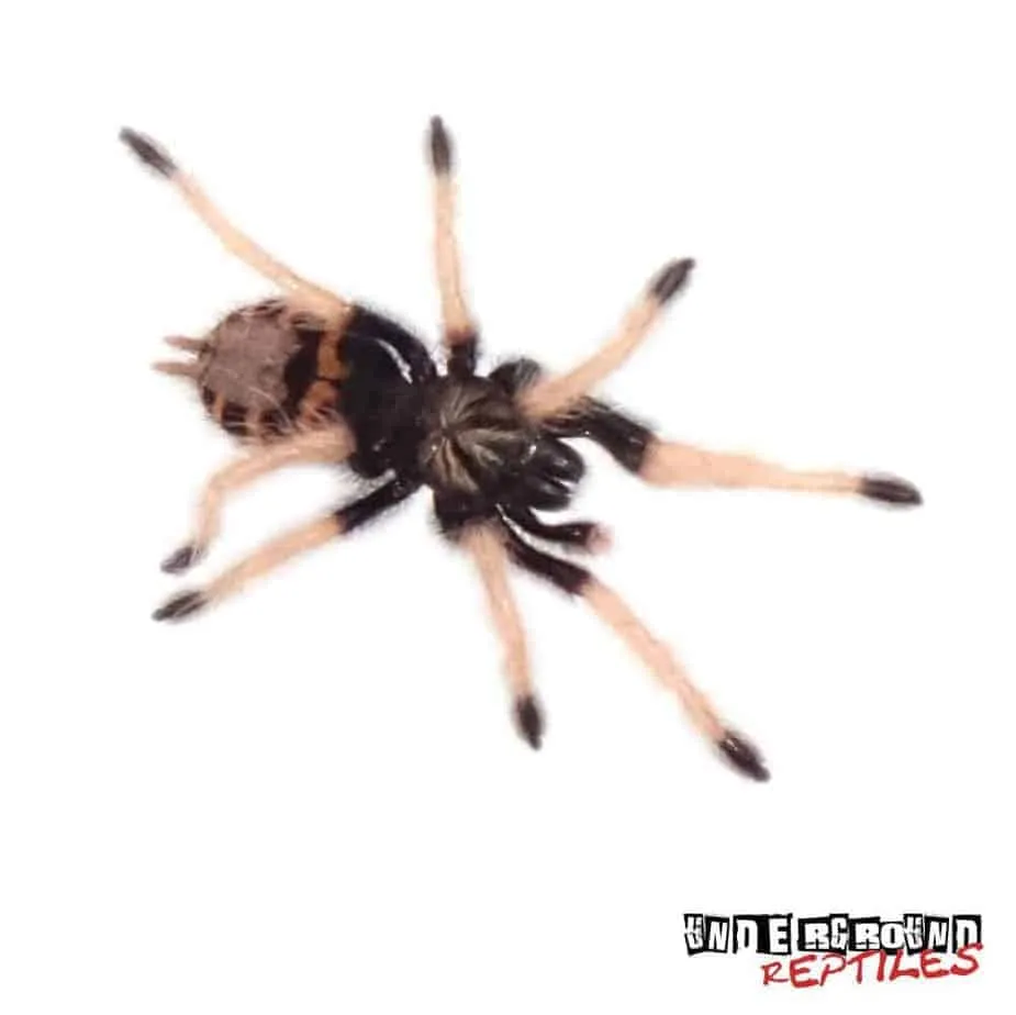 /img/23490-tarantula-water-dish.webp
