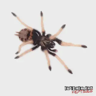 /img/23490-tarantula-water-dish.webp