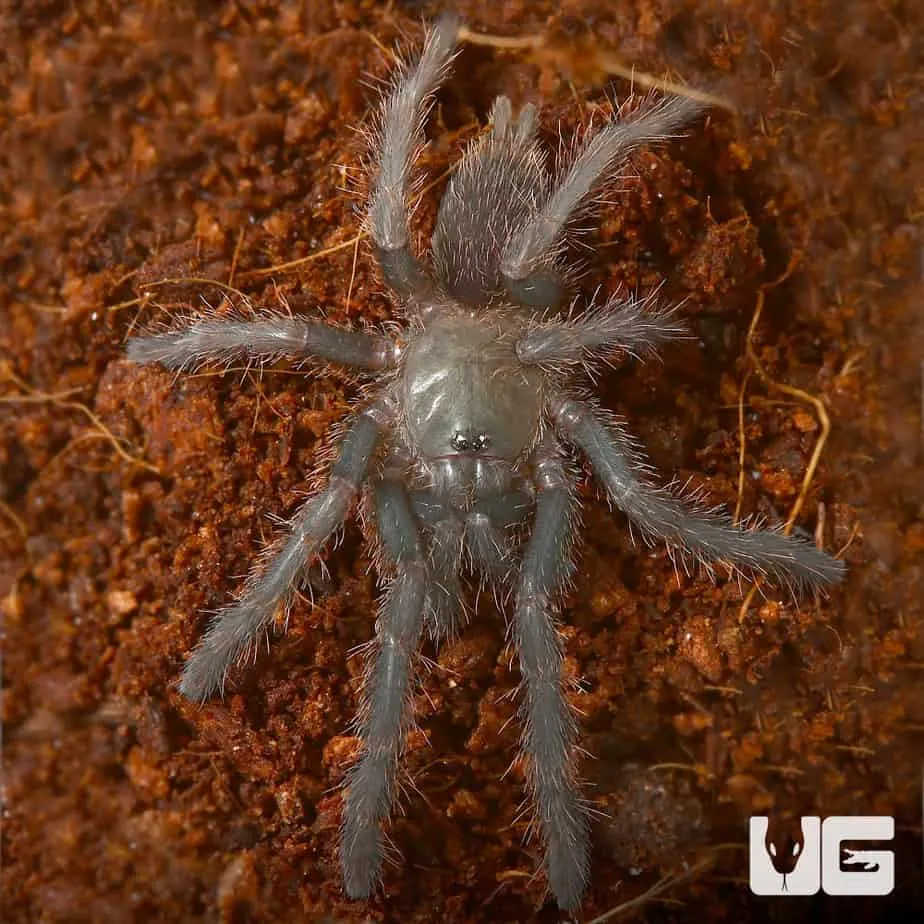 23491 vietnam blue tarantula enclosure