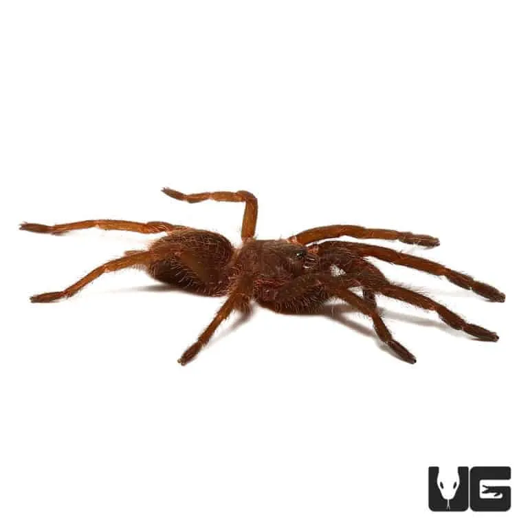 23491 vietnam blue tarantula handling