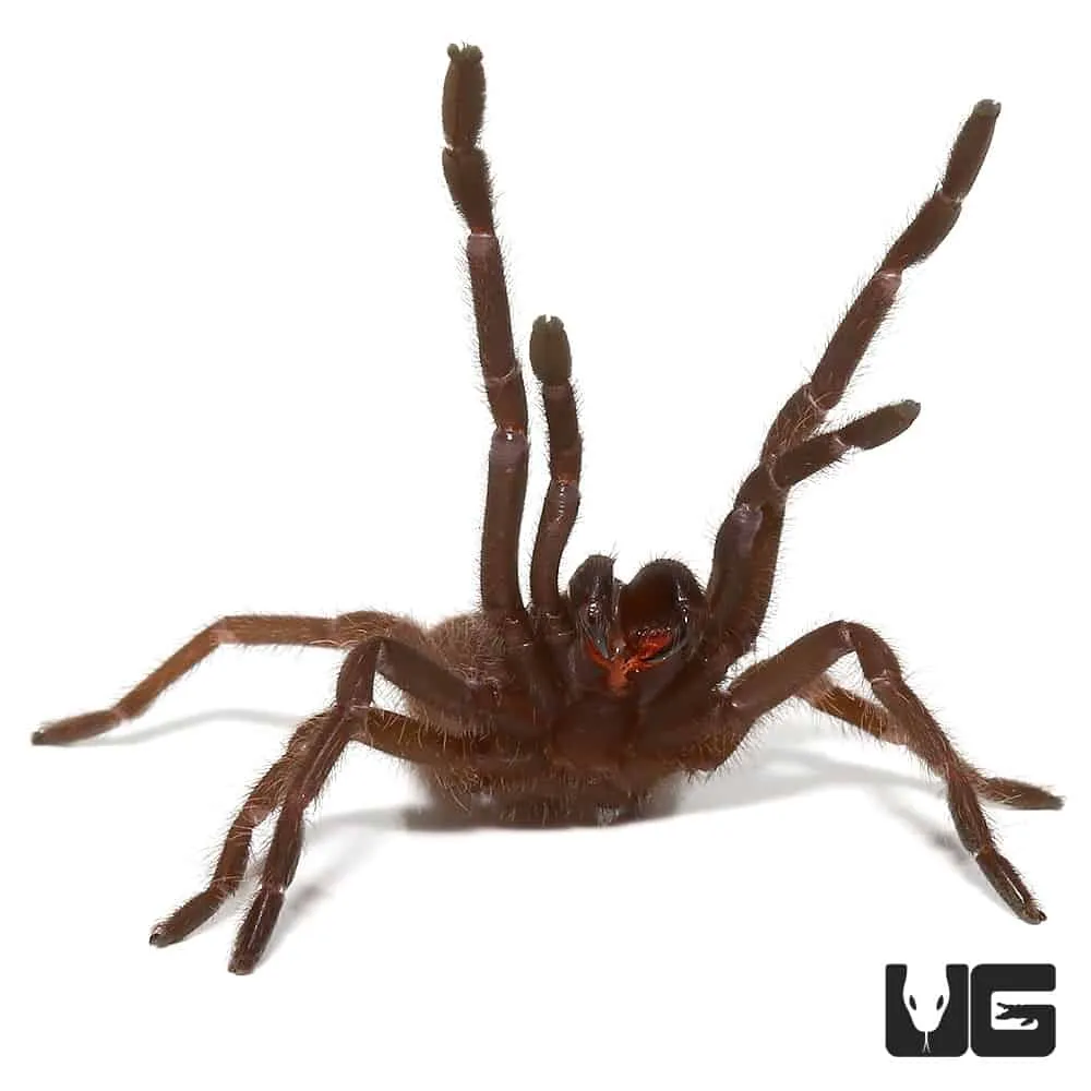 23491 vietnam blue tarantula molting