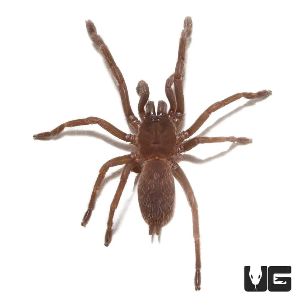 23491 vietnam blue tarantula substrate