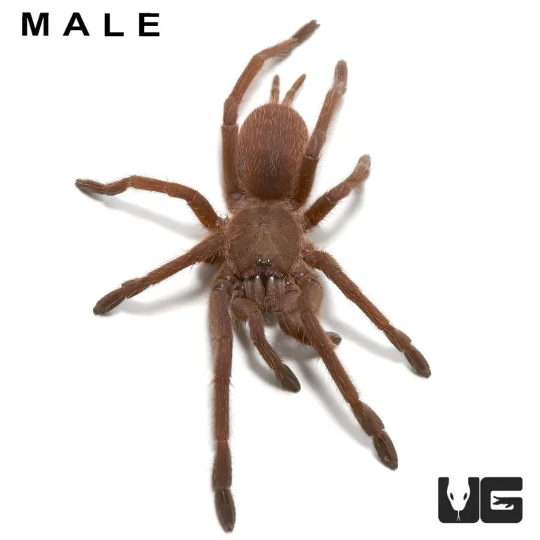 /img/23491-vietnam-blue-tarantula-water.webp