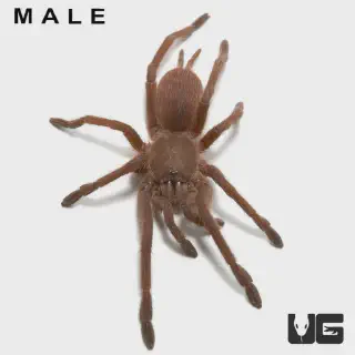/img/23491-vietnam-blue-tarantula-water.webp