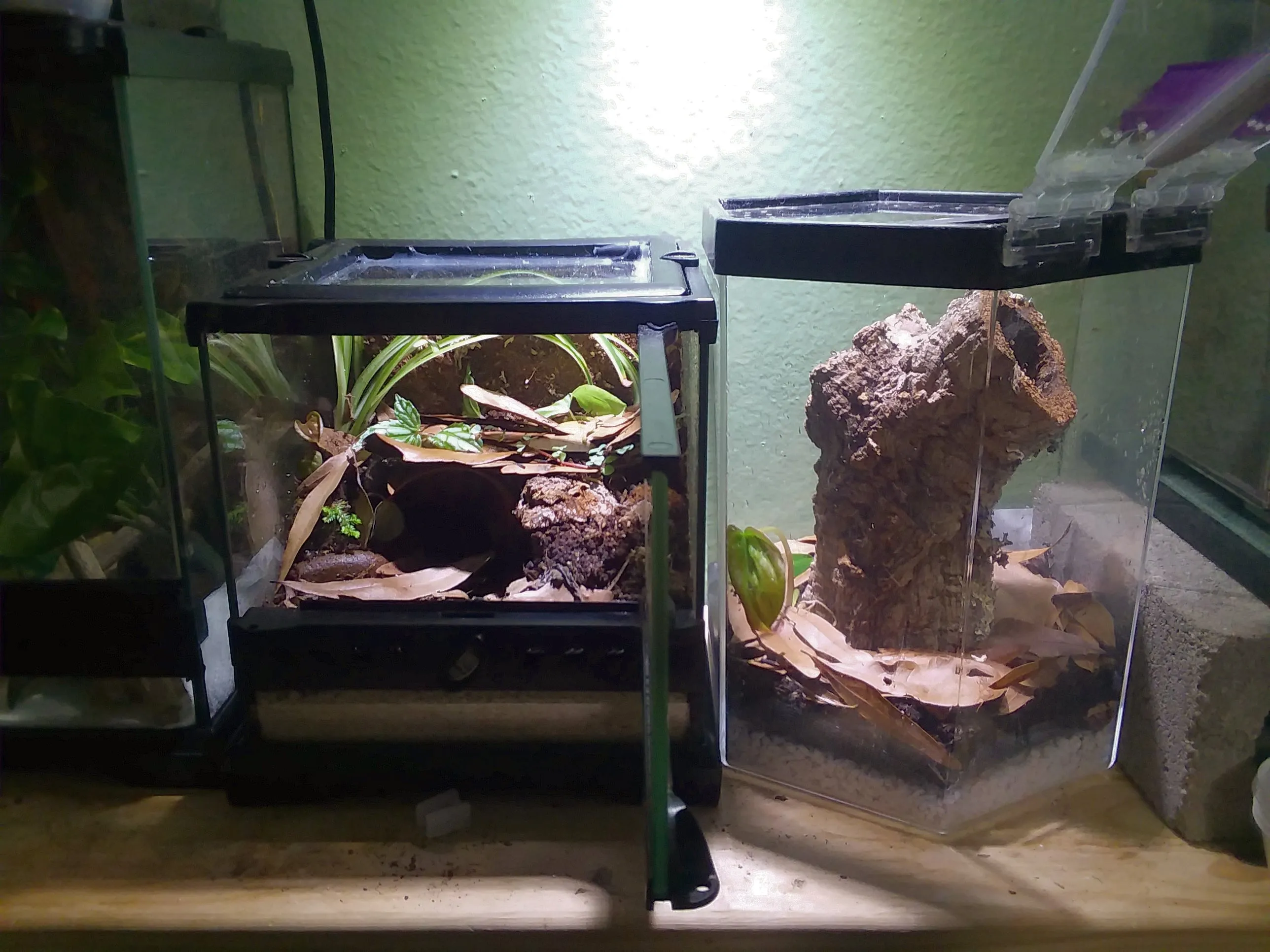 /img/23492-tarantula-enclosure-setup.webp