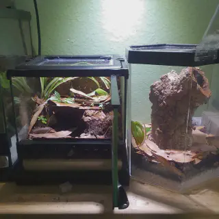 /img/23492-tarantula-enclosure-setup.webp